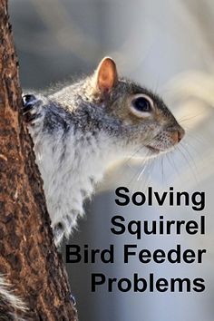 a squirrel sitting on top of a tree next to the caption saying, solver squirrel bird feeder problems