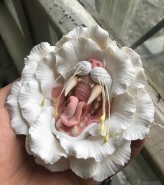 a hand holding a white flower with an animal's mouth and teeth in it