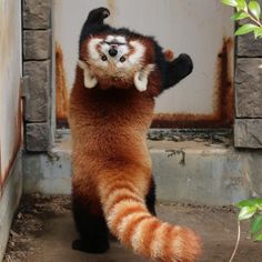 a red panda standing on its hind legs