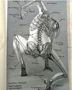 a diagram of the human body and its skeletal systems