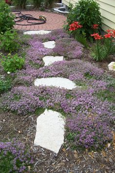 a garden with purple flowers and white stepping stones in the ground next to a house