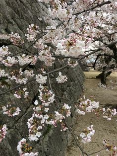 white flowers are blooming on the tree next to a stone wall and dirt path