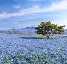 a field full of blue flowers with a lone tree in the middle