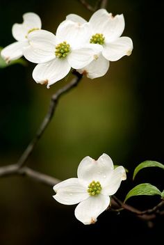 three white flowers are blooming on a tree branch