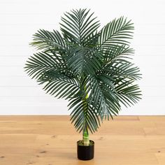 a palm tree in a black pot on a wooden floor