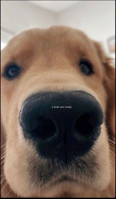 a close up of a dog's nose with the caption that says, it is