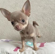 a small chihuahua dog standing on top of a white bedding with pink and blue pillows