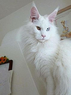 a white cat sitting on top of a counter next to a wall with flowers in it