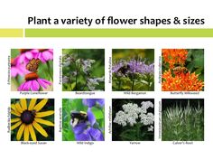 many different types of flowers are shown in this slide show the variety of flower shapes and sizes