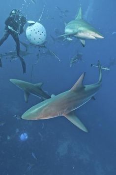 a scuba diver is surrounded by sharks in the ocean