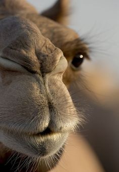 a close up view of a camel's face