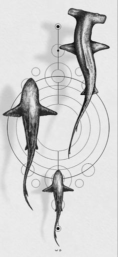 two dolphins are swimming in the water with circles and lines around them, as if they were drawing