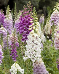 purple and white flowers blooming in a garden