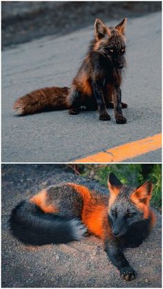 two different pictures of a fox laying on the ground