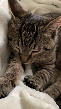 a cat sleeping on top of a white blanket