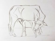 a pencil drawing of a cow and its baby grazing on the grass next to each other