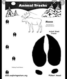 an animal track with moose tracks and footprints