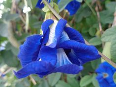 a blue flower with green leaves in the background