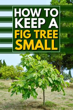 How To Keep A Fig Tree Small Fruit Guild, Indoor Fig Trees, Plant Grafting, Fruit Trees Backyard, Fruit Trees In Containers, Root Barrier