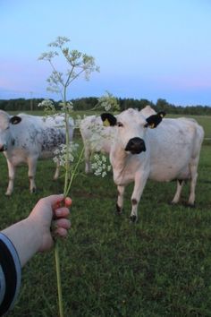 a person is holding a flower in front of some cows on the grass with their backs turned