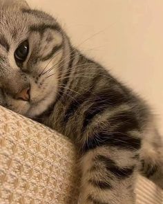 a cat laying on top of a couch next to a white wall and looking at the camera