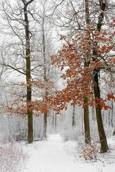 a snow covered path in the woods with lots of trees and leaves on both sides