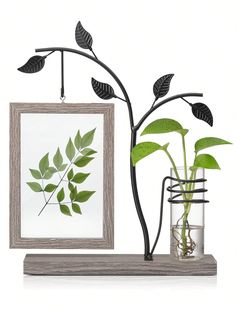 a plant in a glass vase next to a picture frame with leaves on the top