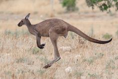 a kangaroo jumping in the air with it's front legs spread out and its mouth open