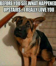 a german shepherd dog sitting on the stairs