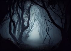 a dark forest filled with lots of trees covered in fog and light at the end