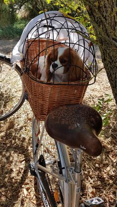 a dog sitting in a basket on the back of a bicycle parked next to a tree