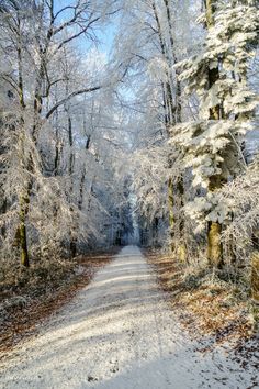 a dirt road surrounded by trees covered in snow