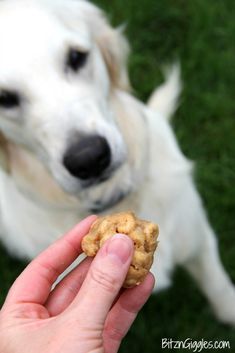 a hand holding a cookie in front of a dog