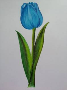 a drawing of a blue tulip with green leaves