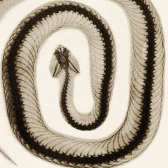 an artistic drawing of a snake curled up in a spiral pattern with a bird perched on it's tail