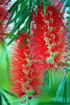 some red flowers are hanging from a tree