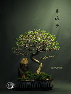 a bonsai tree is displayed in front of a dark background