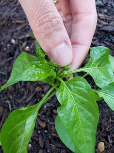 a person holding onto a plant with green leaves