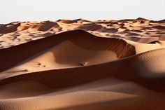 sand dunes in the desert with sparse trees