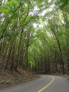 a curved road surrounded by trees in the woods