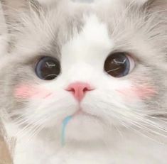 a close up of a cat with a toothbrush in its mouth