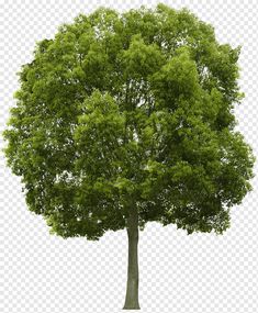 a large tree with green leaves on it's branches, against a white background