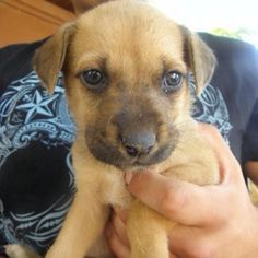 a person holding a small brown dog in their lap and looking at the camera with an intense look on his face