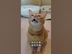 an orange and white cat sitting on top of a floor next to a wall with chinese writing