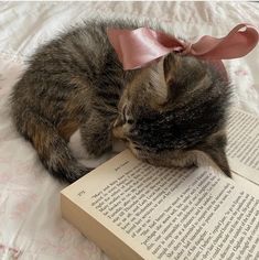 a cat laying on top of an open book with a pink ribbon around it's head