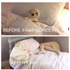 a dog laying on top of a bed next to a pillow and pillows with the caption before x - ray comes in