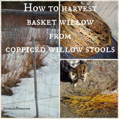 three pictures with the words how to harvest basket willow from coppicd willow stolls