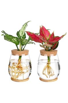 two glass vases with plants in them sitting side by side on a white background