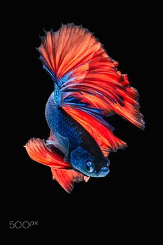 a red and blue siamese fish swimming in the dark water with its tail curled back