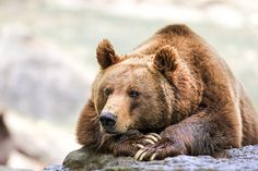 a large brown bear sitting on top of a rock